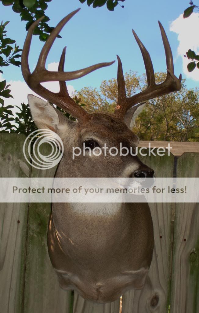 Shoulder mount cost? Texas Hunting Forum