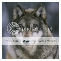 wolf Pictures, Images and Photos