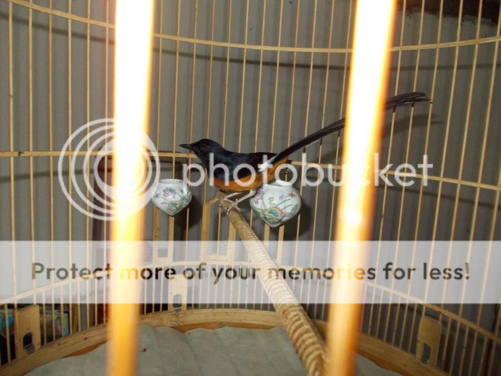 Cần Bán Chú Chim Chòe Lửa nuôi được 3 năm