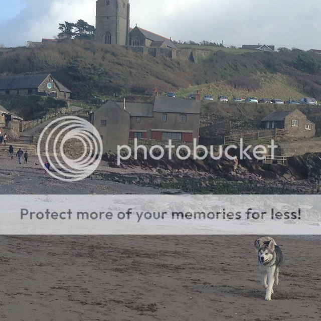Malamute at the beach