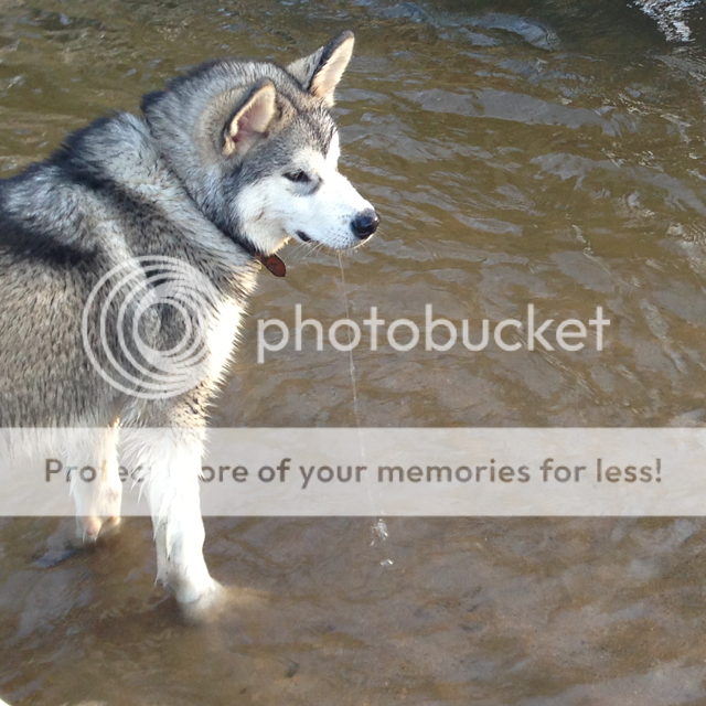 Alaskan Malamute puppy in the river
