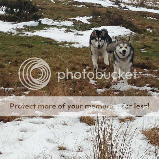 Alaskan Malamutes on Dartmoor