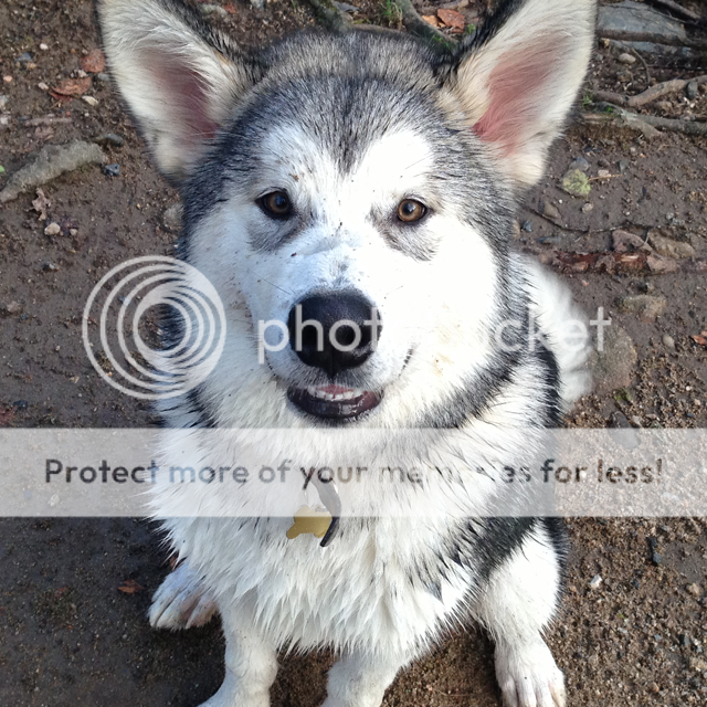 Mucky Malamute