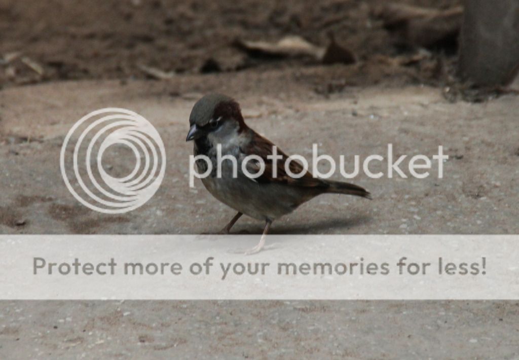 IMAGE: http://i883.photobucket.com/albums/ac37/gee_407/Chester%20Zoo/IMG_9651_zps6hbpkkti.jpg