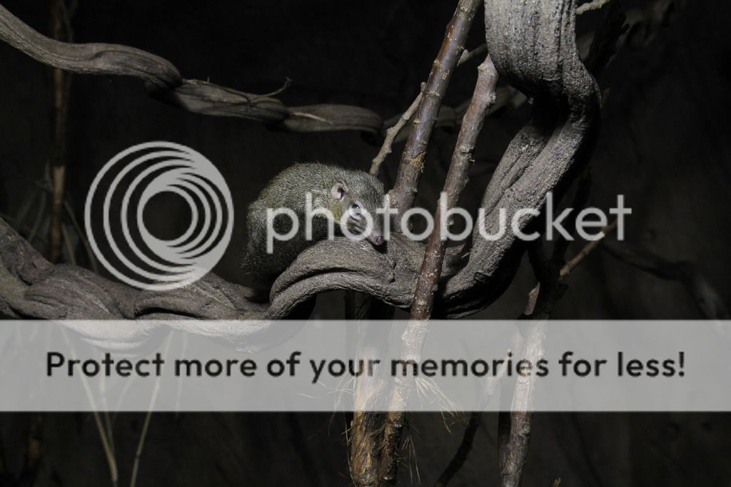 IMAGE: http://i883.photobucket.com/albums/ac37/gee_407/Chester%20Zoo/IMG_9652_zpsy2dhr6js.jpg