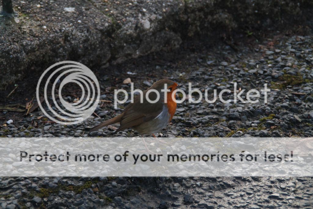 IMAGE: http://i883.photobucket.com/albums/ac37/gee_407/Chester%20Zoo/IMG_9687_zpsuf89bp6u.jpg