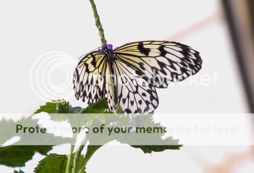 IMAGE: http://i883.photobucket.com/albums/ac37/gee_407/Chester%20Zoo/IMG_9710_zpshyapbwyt.jpg