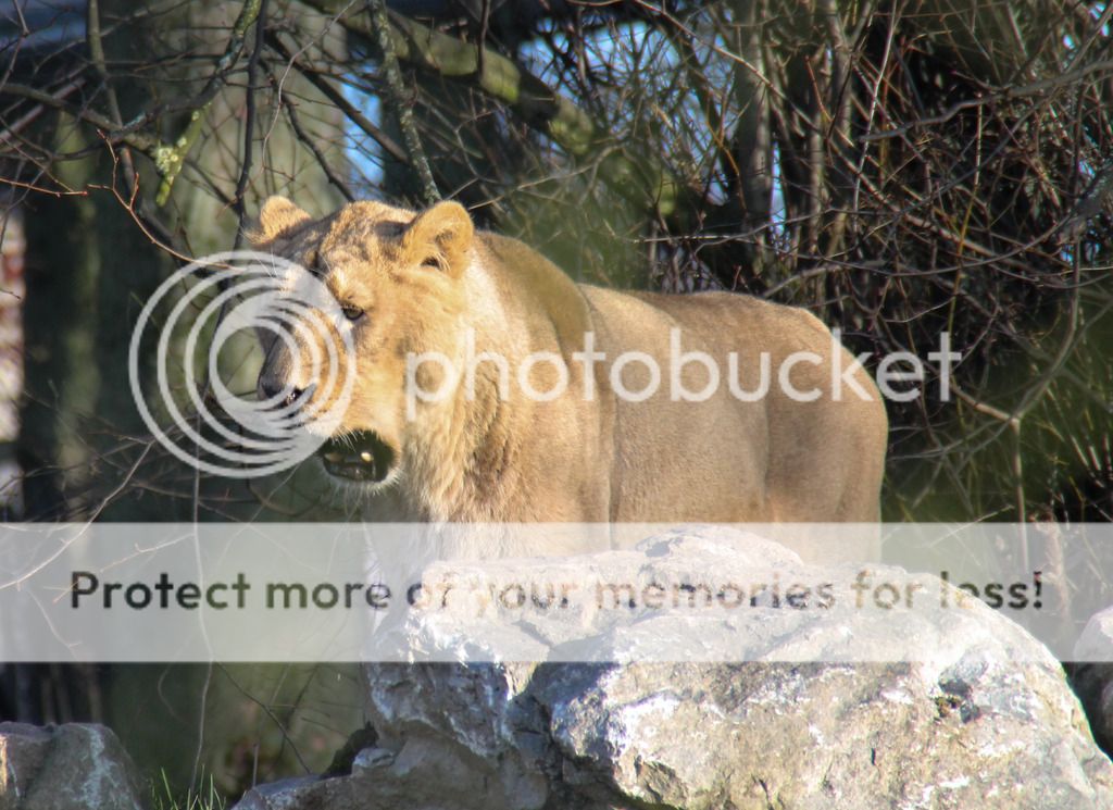 IMAGE: http://i883.photobucket.com/albums/ac37/gee_407/Chester%20Zoo/IMG_9778_zpsbryzvpej.jpg