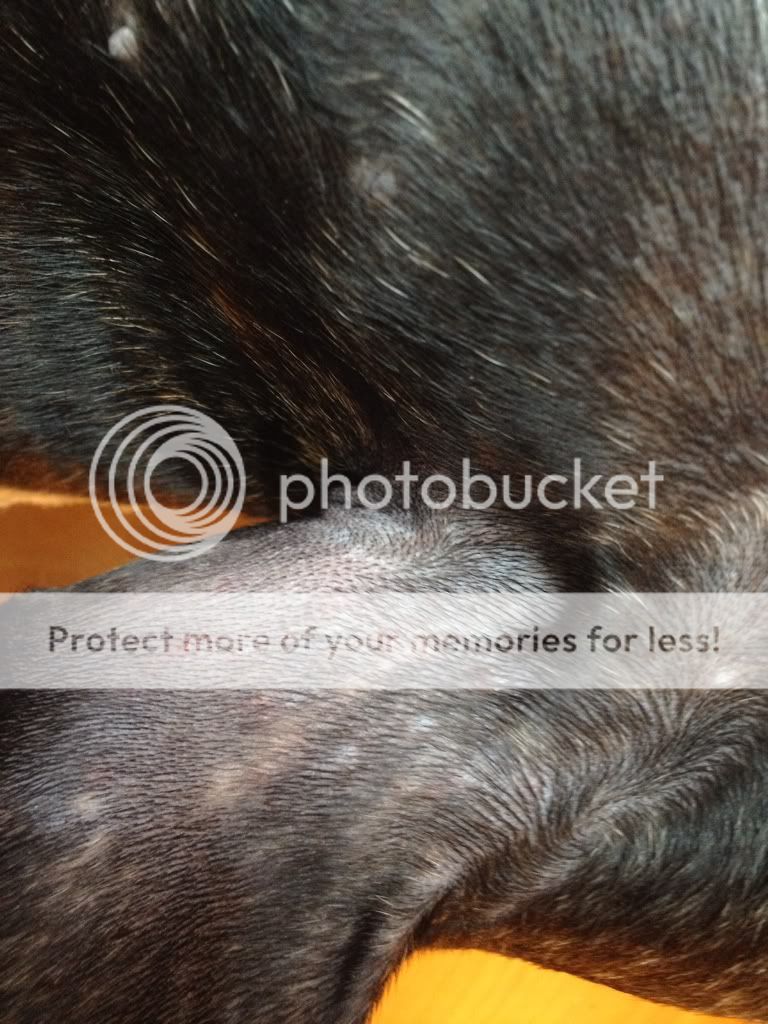 Too Young for Skin Scrape? Bulldog Breeds Forums