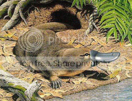 evolution-platypus.jpg
