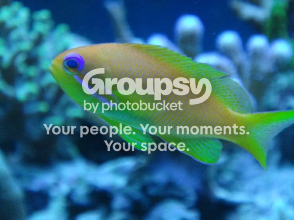 [TodoMarino.com] Alguien mantiene pseudanthias