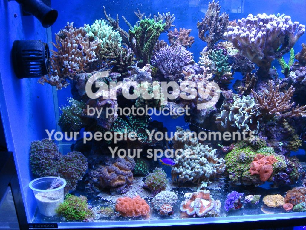 [TodoMarino.com] Dani101reef la evolución
